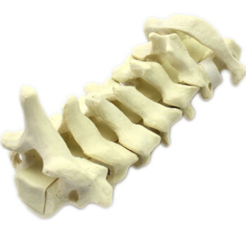 Compre uma vértebra cervical 12312, osso de vértebra cervical simulado perfurável C1-C7